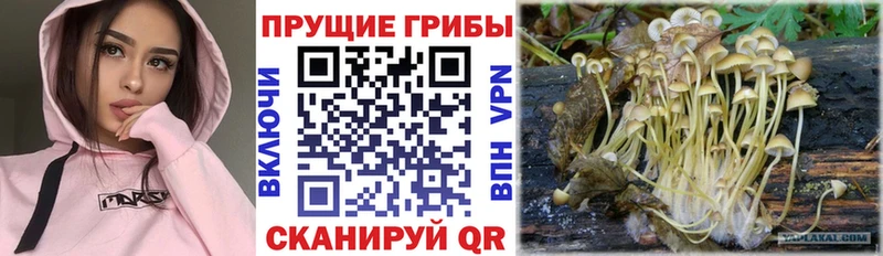 где продают   Катав-Ивановск  Галлюциногенные грибы MAGIC MUSHROOMS 